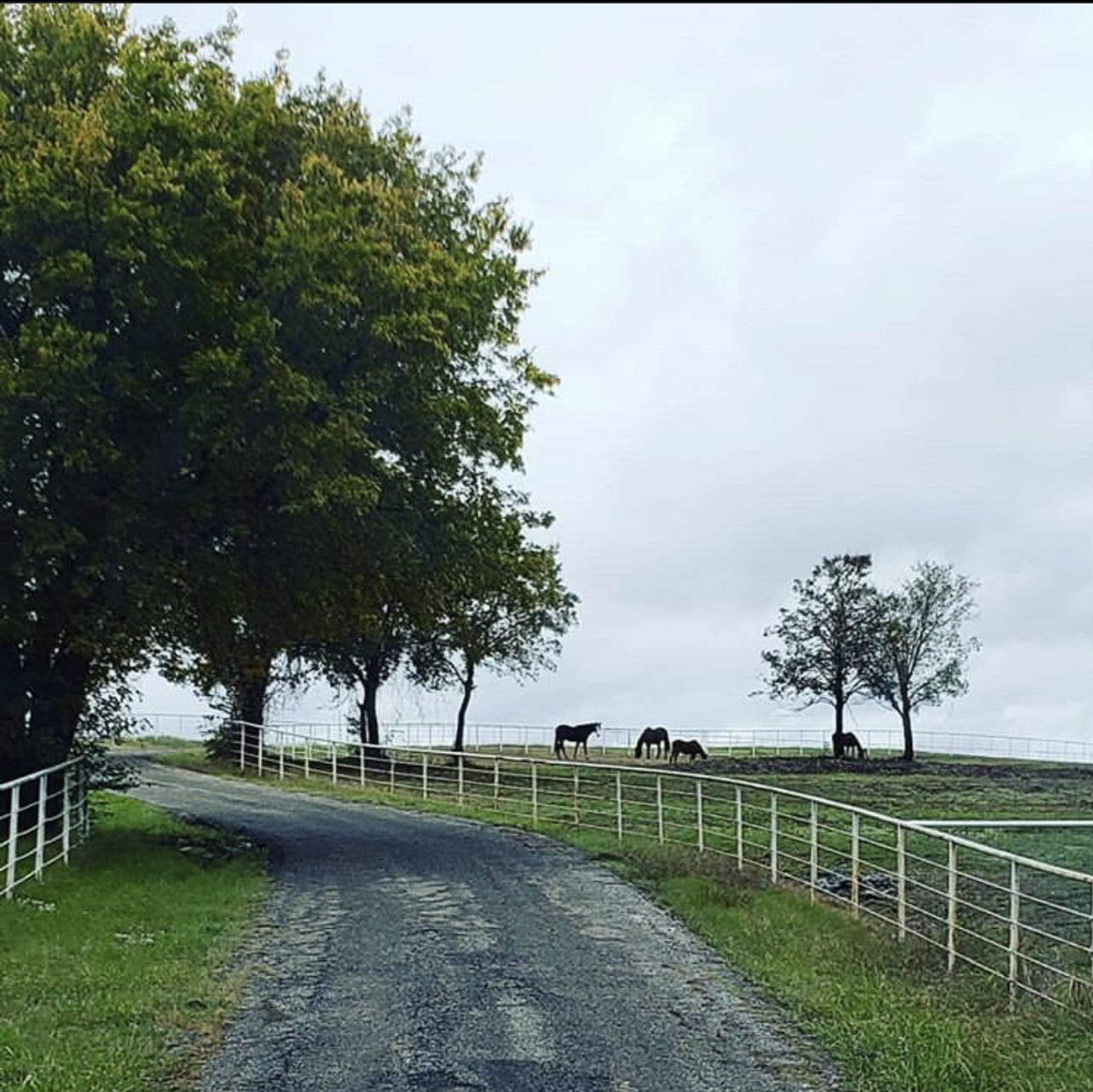 Photo of the driveway