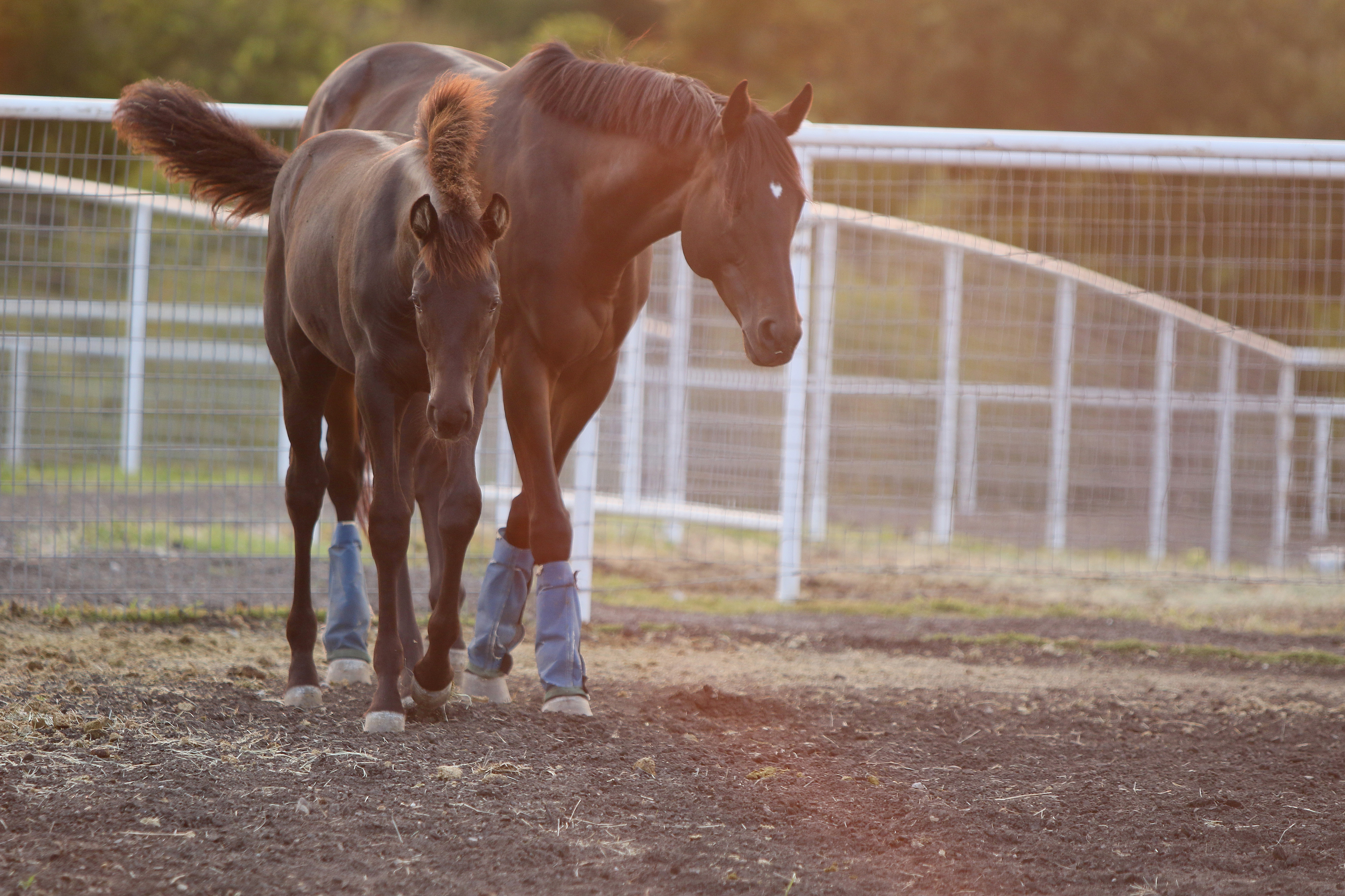 Photo of Fleur and Lupin