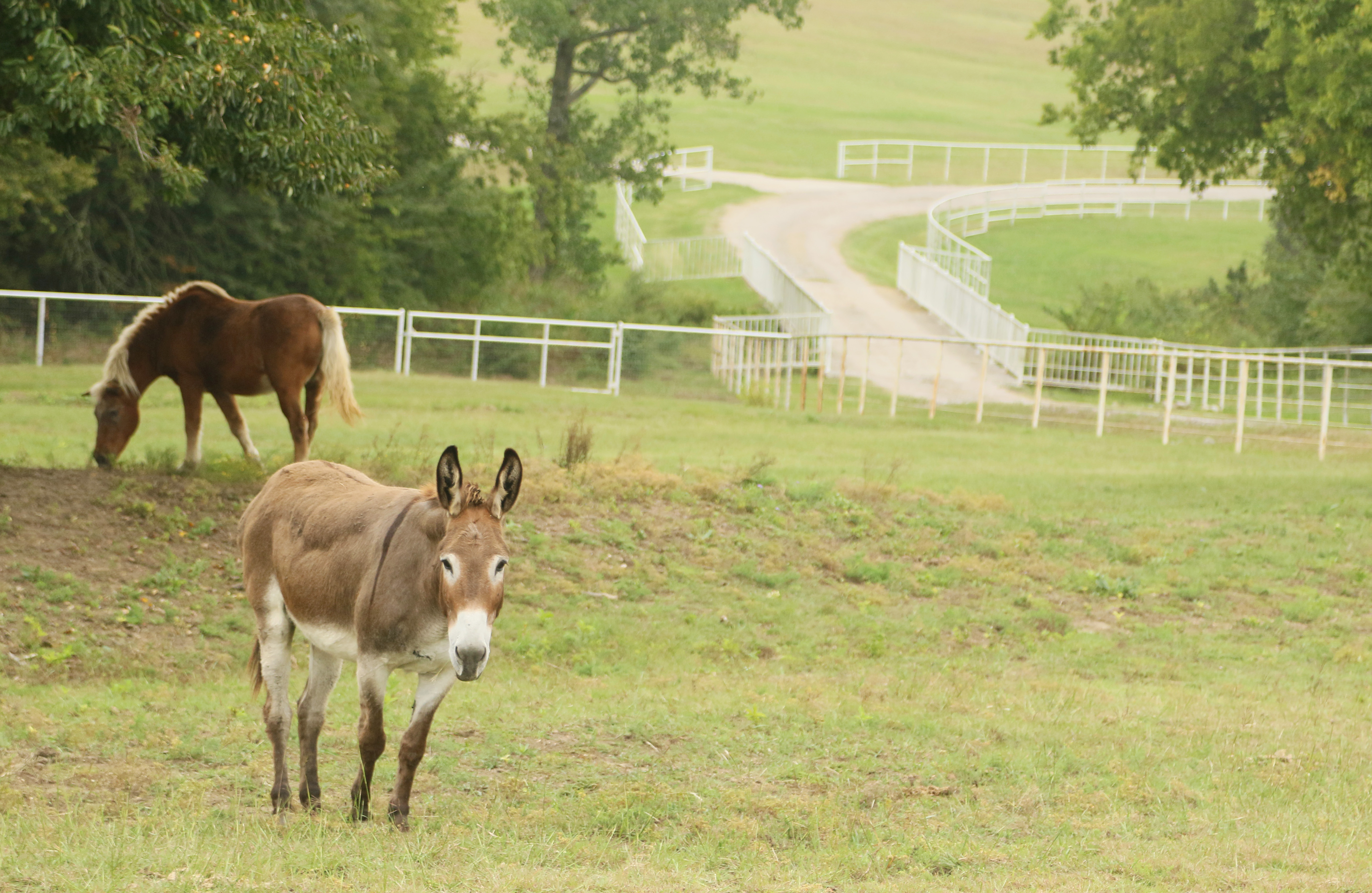 Photo of the driveway hill with donkey and Sunkiss in pasture