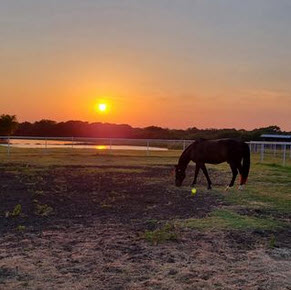 Photo of a horse grazing at sunset