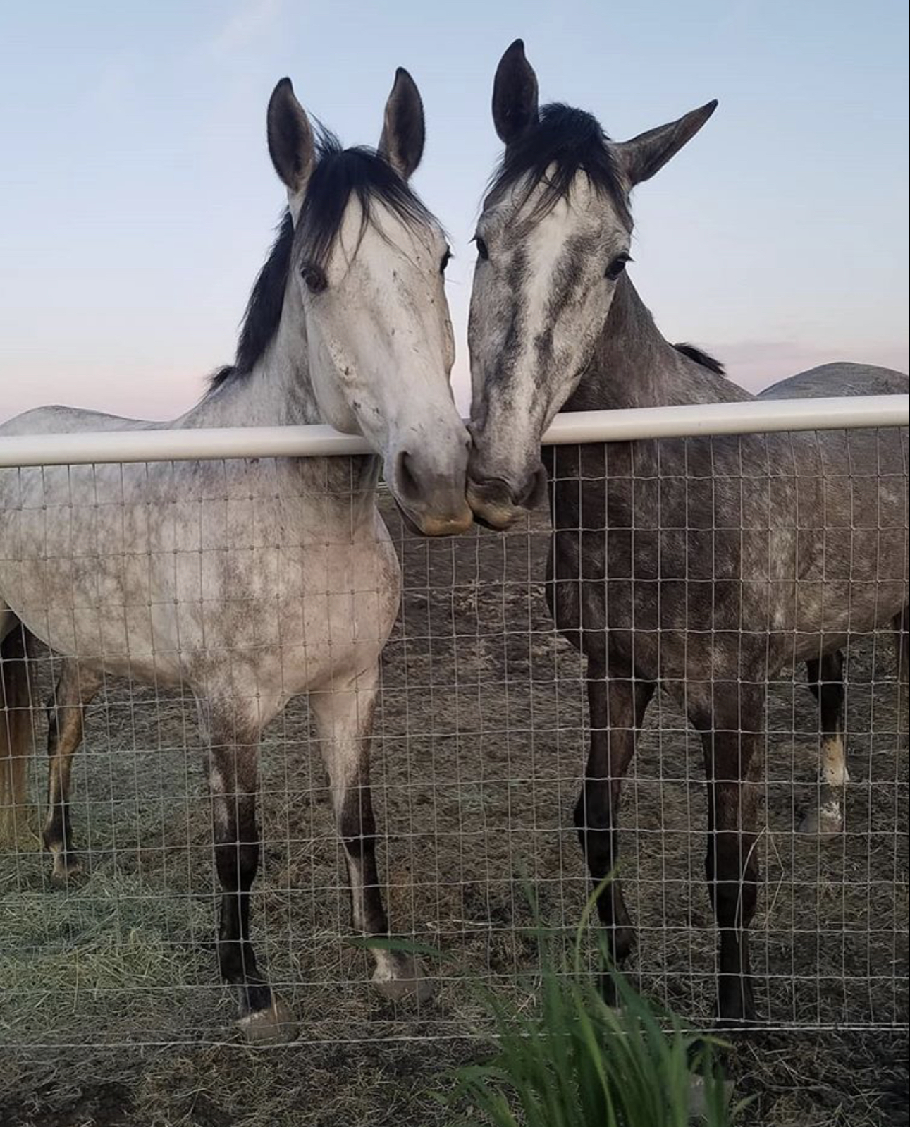 Photo of two grey horses being cute