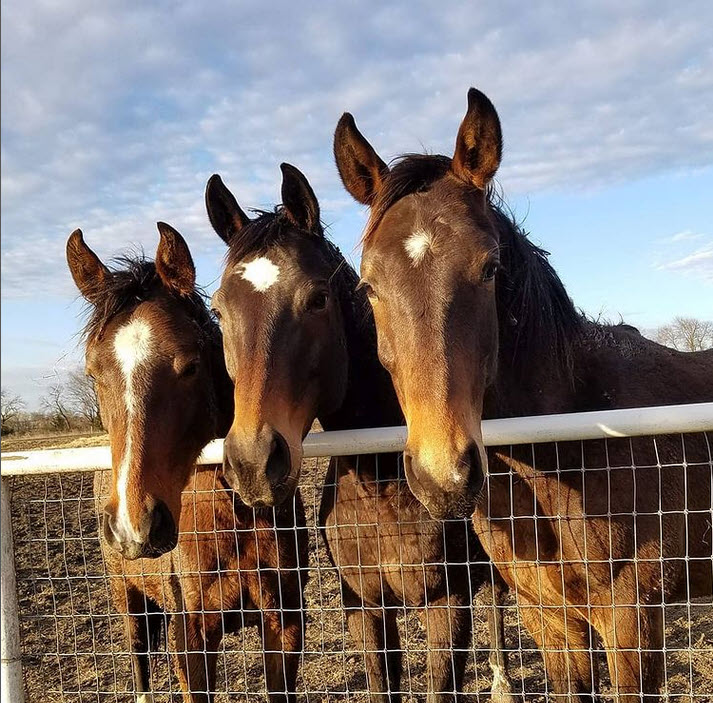 Photo of three horses small to big