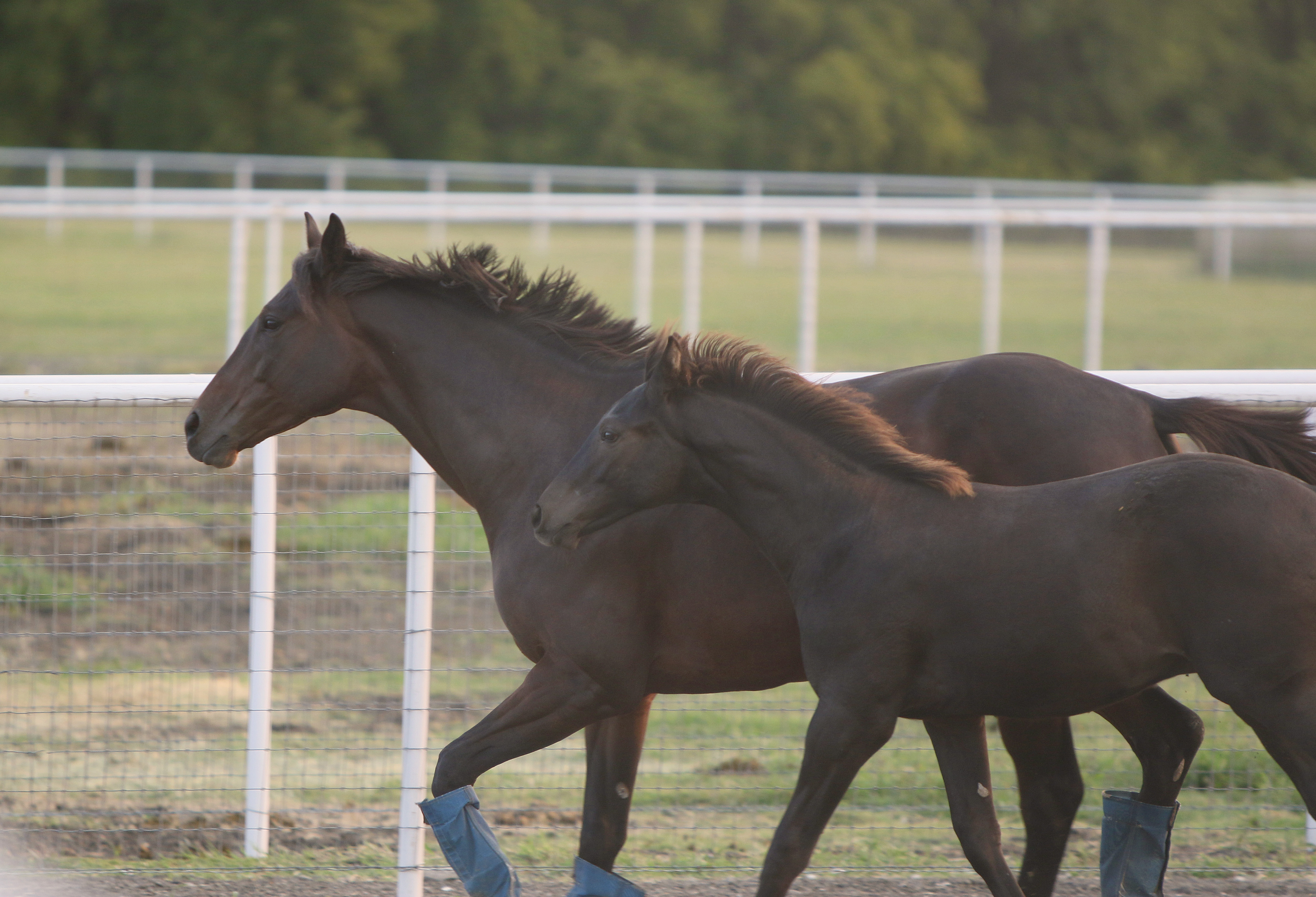 Photo of Fleur and Lupin