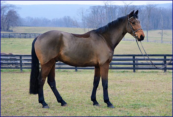 photo of a brown horse